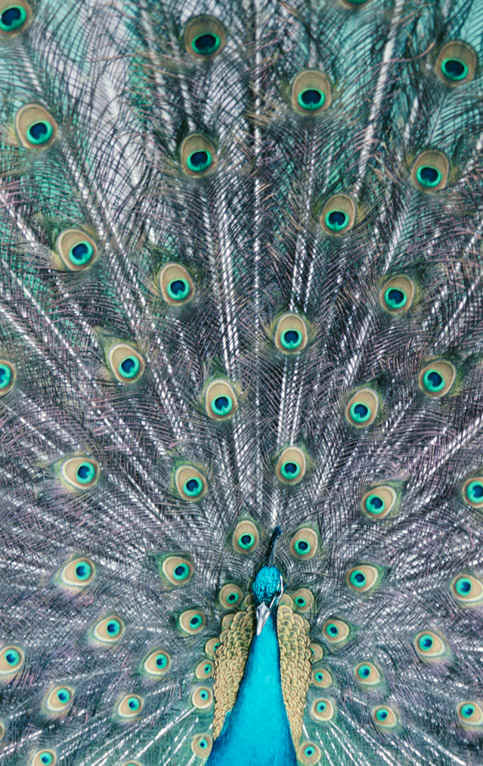 The Peacock tail's hypnotic eyespots confuse predators and seduce females